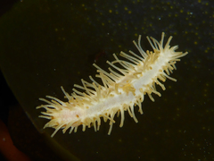 Eupentacta quinquesemita