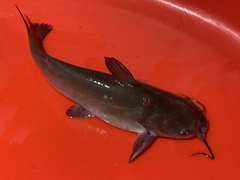 Ameiurus catus