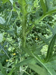 Cirsium vulgare