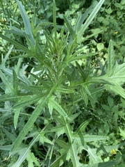 Cirsium vulgare