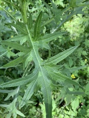 Cirsium vulgare