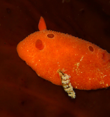 Aldisa sanguinea