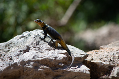 Sceloporus oberon