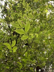 Plinia cauliflora