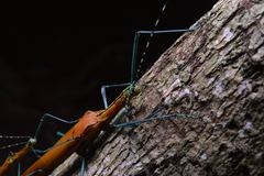 Tithonophasma tithonus