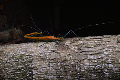 Tithonophasma tithonus