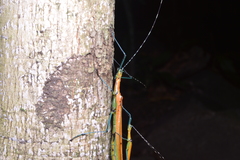 Tithonophasma tithonus