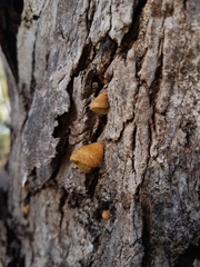 Crepidotus eucalyptorum