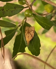 Cenopis reticulatana