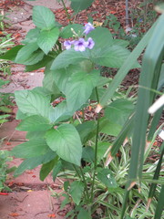 Ruellia occidentalis