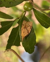 Cenopis reticulatana