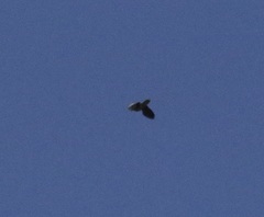 Patagioenas fasciata