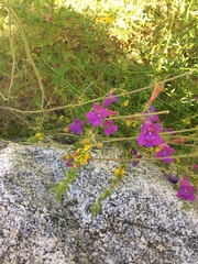 Penstemon heterophyllus