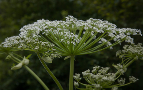 Giant Hogweed