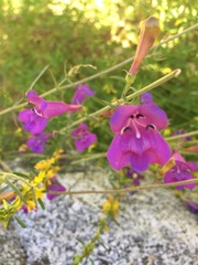 Penstemon heterophyllus