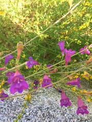 Penstemon heterophyllus