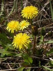 Taraxacum palustre