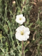 Acleisanthes