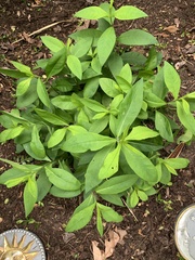Lysimachia clethroides