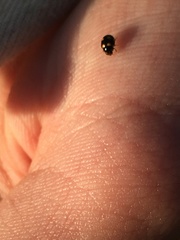 Brachiacantha ursina