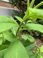 Lysimachia clethroides