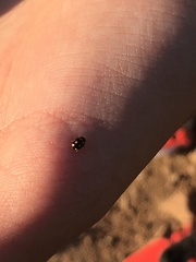 Brachiacantha ursina