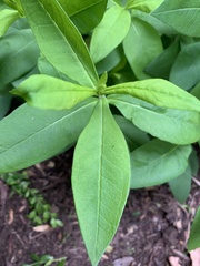 Lysimachia clethroides