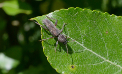 Xylotrechus mormonus