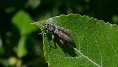Xylotrechus mormonus