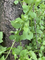 Stellaria media