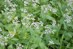 Parthenium auriculatum