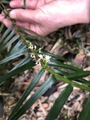 Maxillaria graminifolia