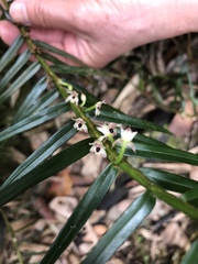 Maxillaria graminifolia