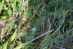 Acaena pinnatifida californica