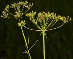 Ptilimnium nuttallii