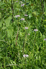 Marshallia legrandii