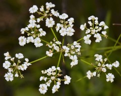 Ptilimnium nuttallii