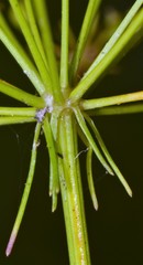 Ptilimnium nuttallii