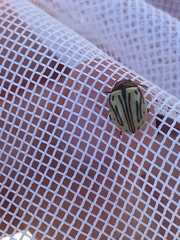 Calligrapha dislocata