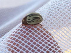 Calligrapha dislocata