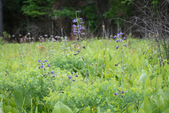 Baptisia australis aberrans