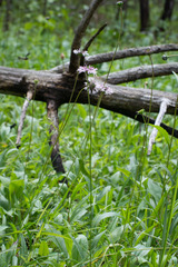 Marshallia legrandii