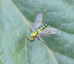 Condylostylus caudatus