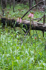 Echinacea laevigata