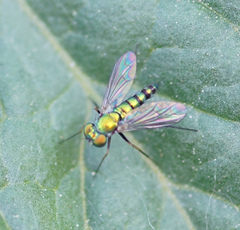 Condylostylus caudatus