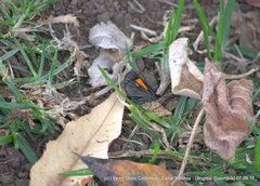 Sangalopsis microleuca