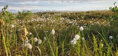 Eriophorum scheuchzeri