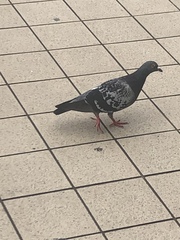 Columba livia domestica
