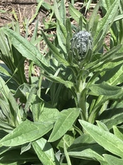 Cynoglossum creticum