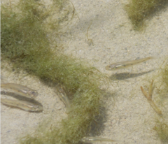 Poeciliidae